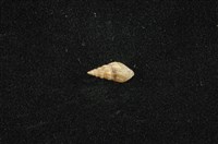 藏品(流紋蜷)的圖片